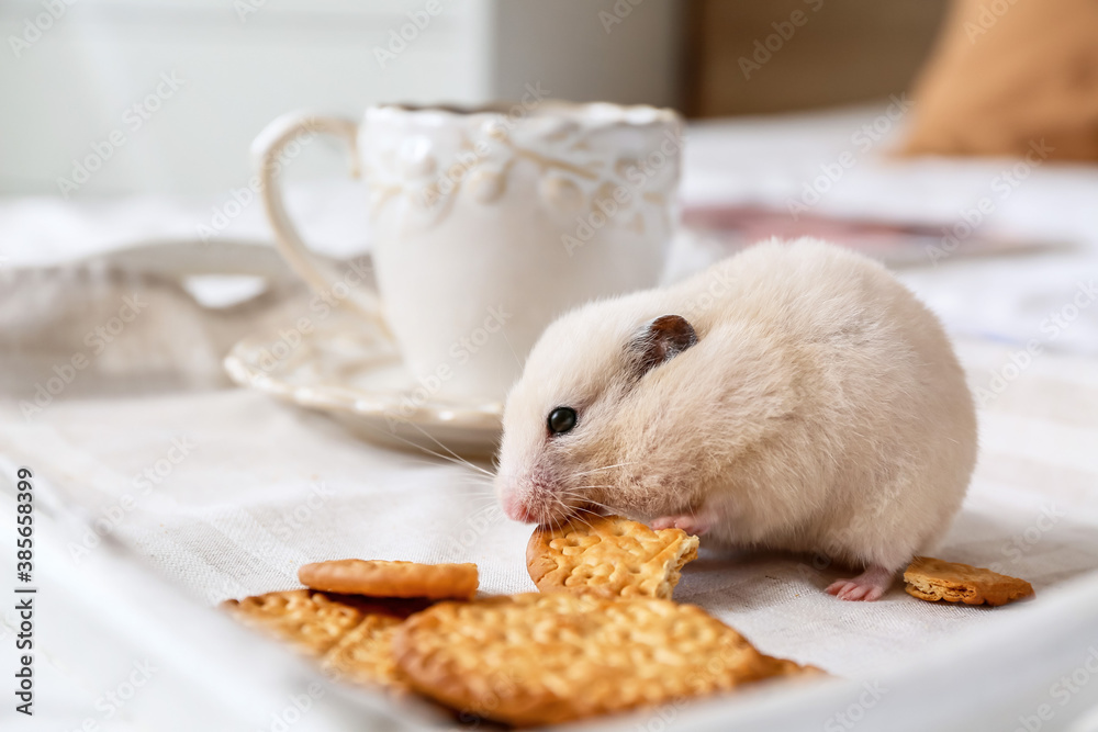 Cute funny hamster eating cookies from tray on bed