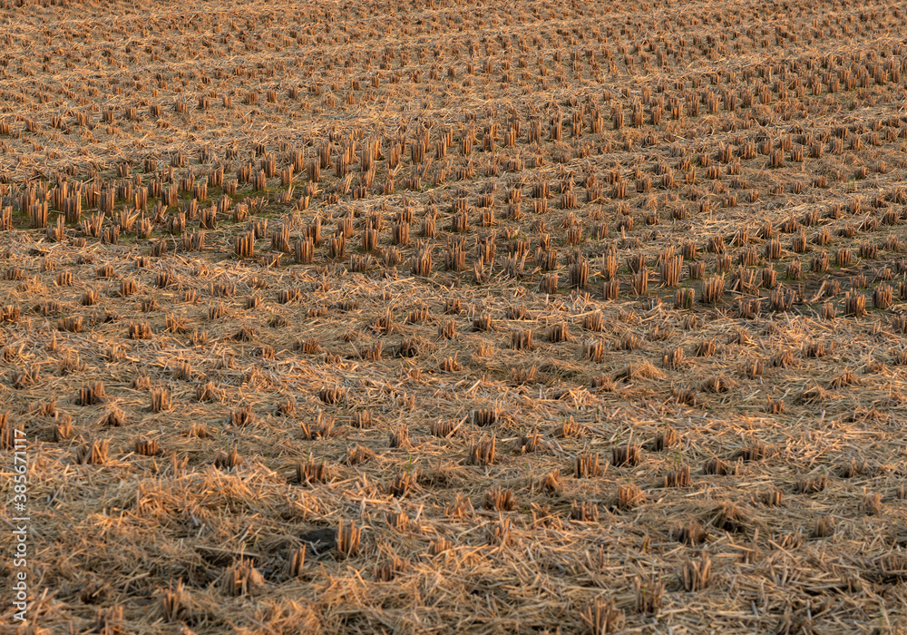 A rice field after the rice has been harvested