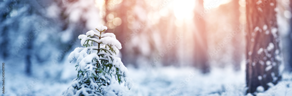 霜冻天被雪覆盖的美丽树木