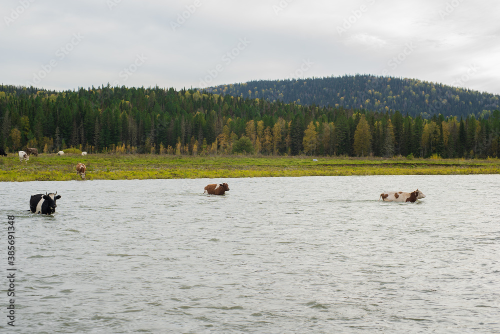 travel through the Siberian forests at different times of the year

