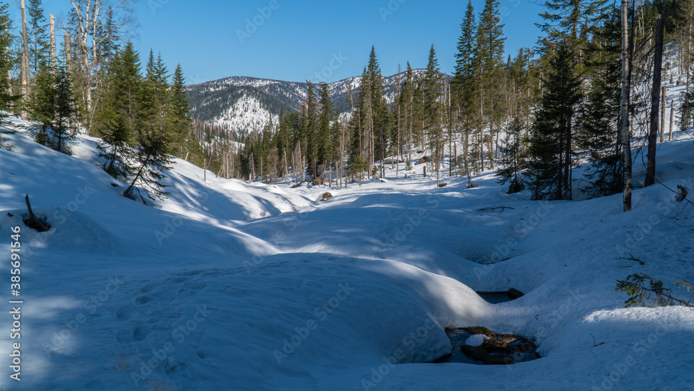 travel through the Siberian forests at different times of the year

