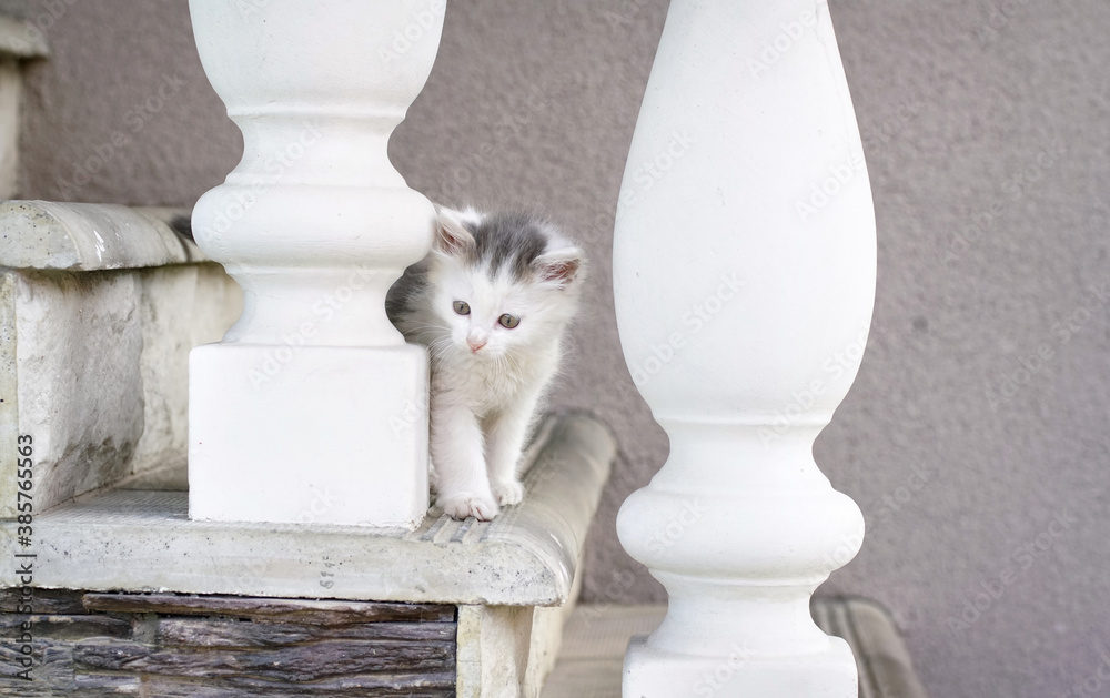 Small cute white fluffy kitten looks out from behind white columns on porch of house