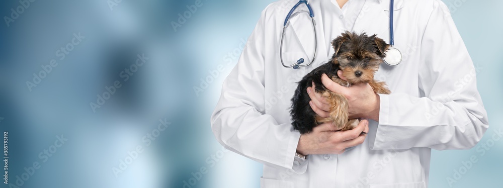 Small cute dog examined at the veterinary doctor