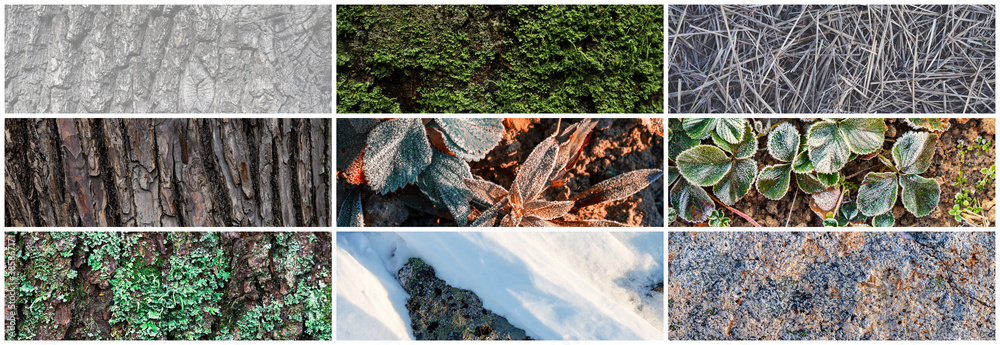 Set of natural textures. Nature objects close-up: trunks and bark of trees, foliage of plants, grass