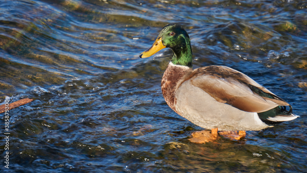 duck on the Kamogawa river of kyoto Japan 