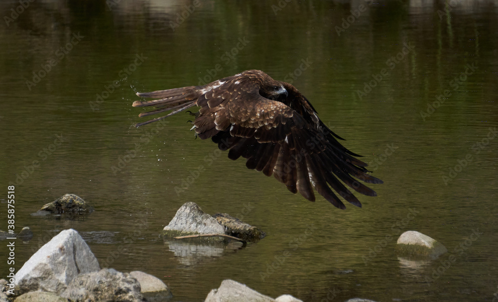 eagle in flight at Kamogawa river of Japan kyoto 