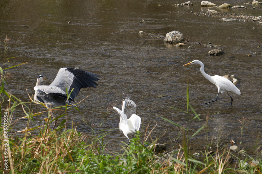 white herons hunting together