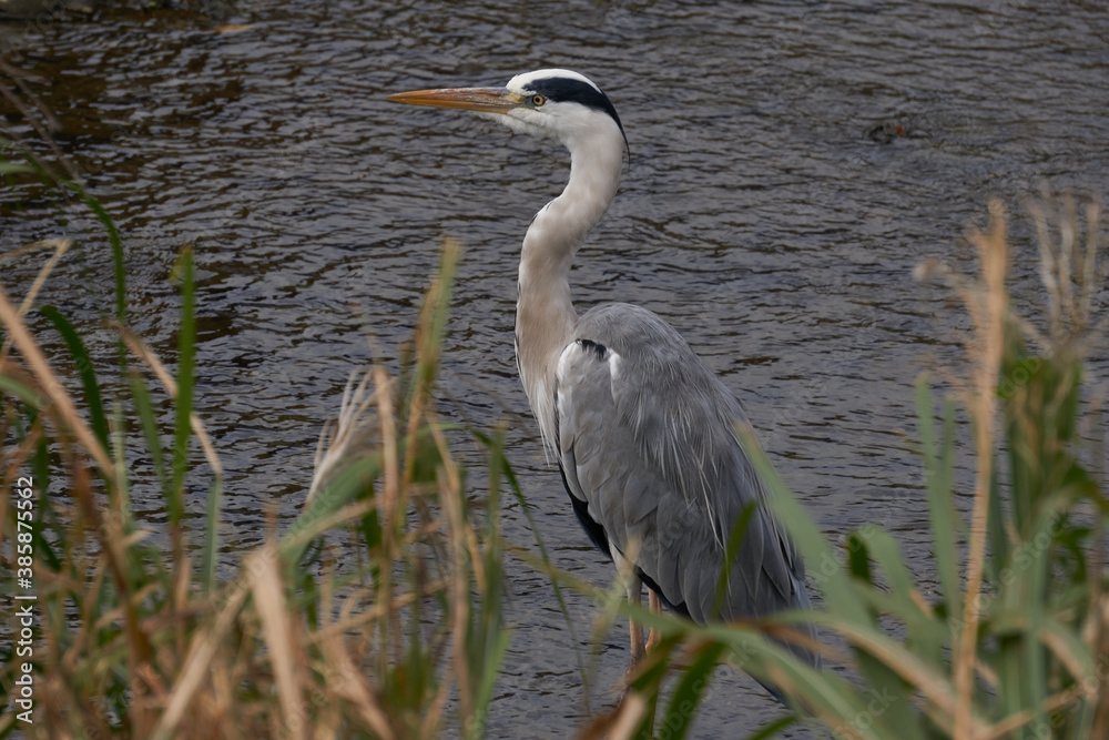 great blue heron in Kamogawa river of kyoto Japan 