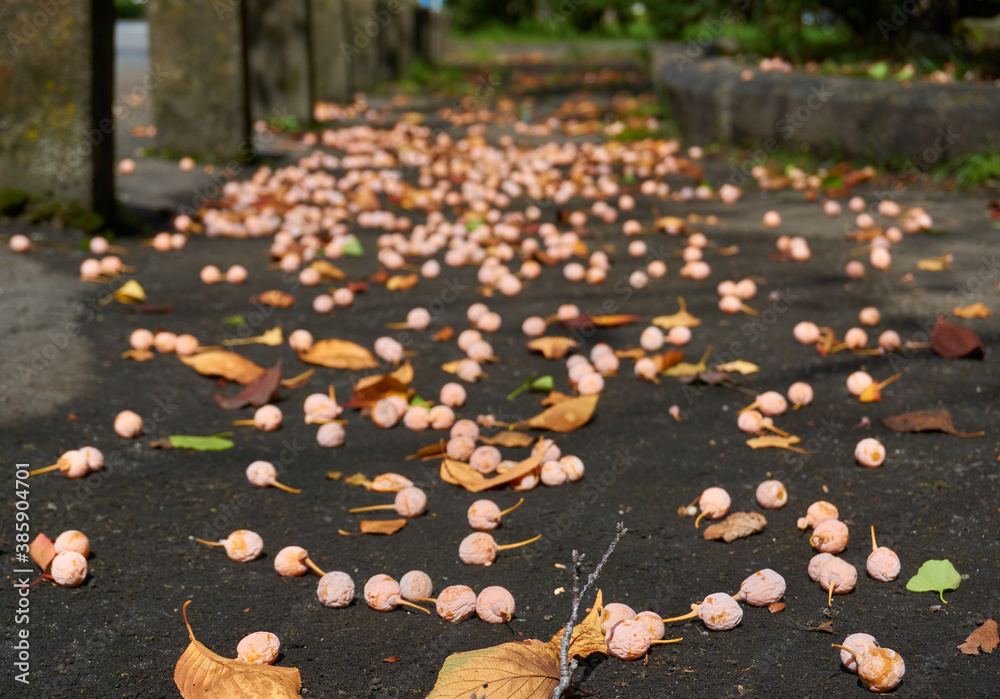 autumn ginkgo and  leaves on the ground of higashihonganji temple in kyoto, Japan.