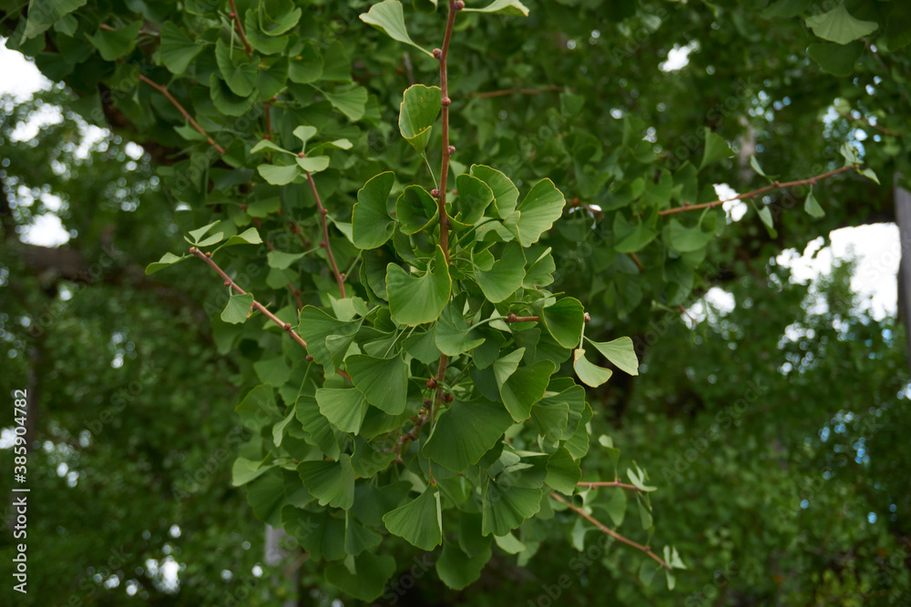 gingko leaves on the tree in the world heritage japanese zen temple in kyoto Japan 