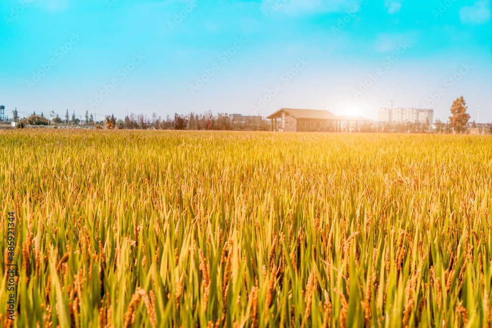 Golden wheat field under clear sky