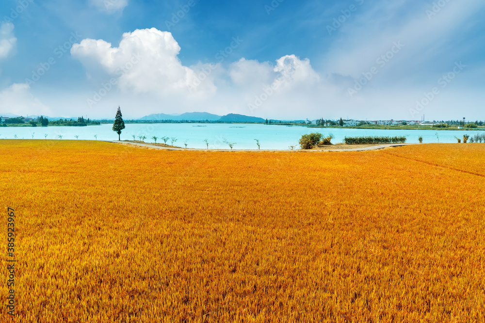 Golden wheat field under clear sky