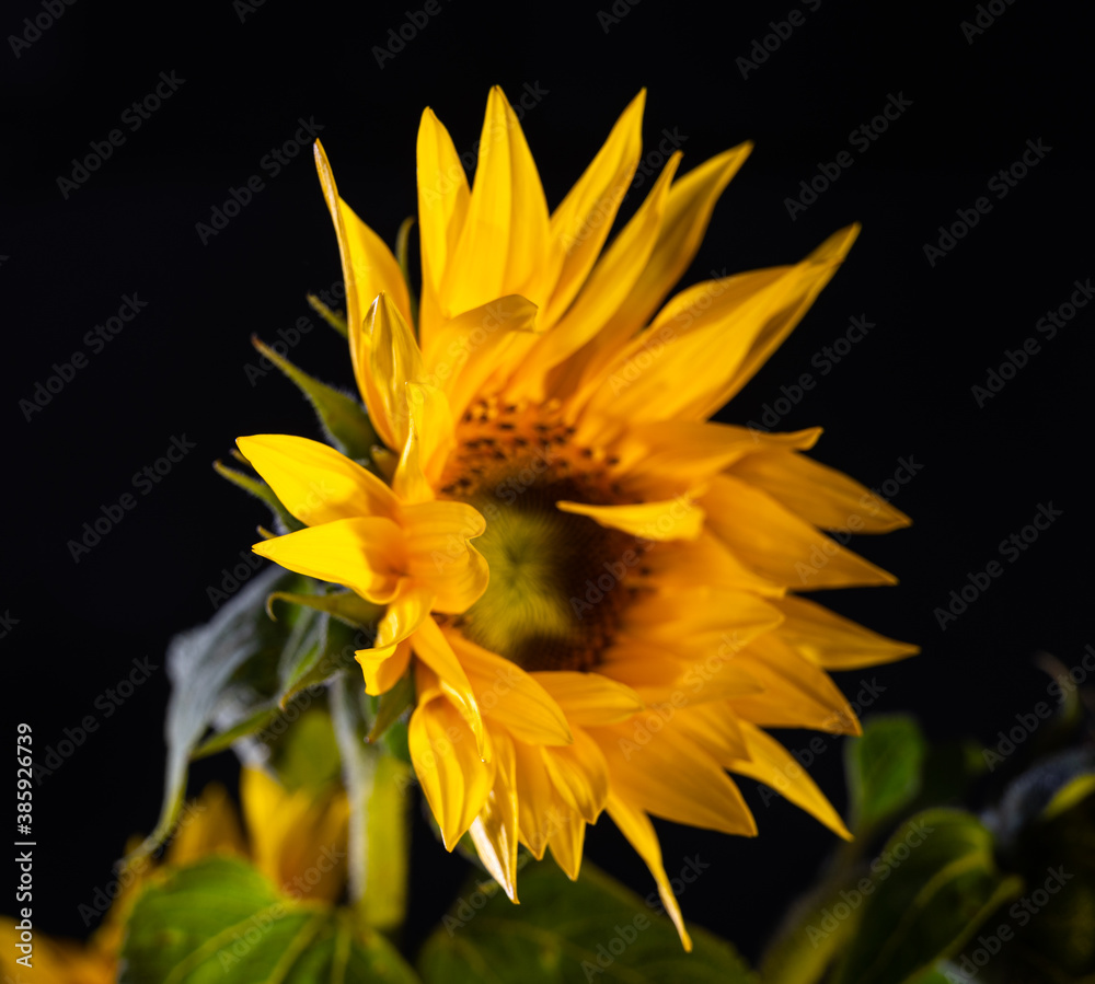 Beautiful sunflower on a black background