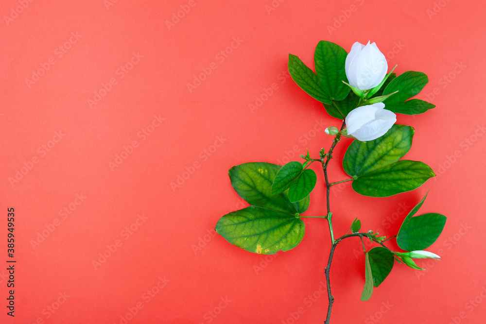 White flower and leafs on red paper background.