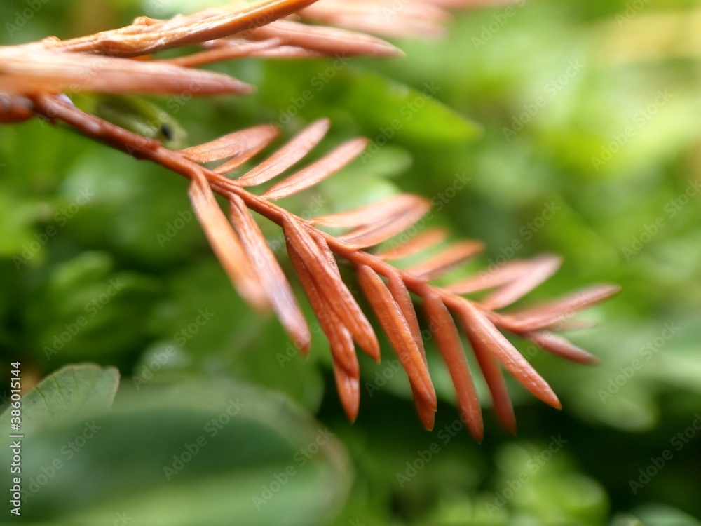 leaves