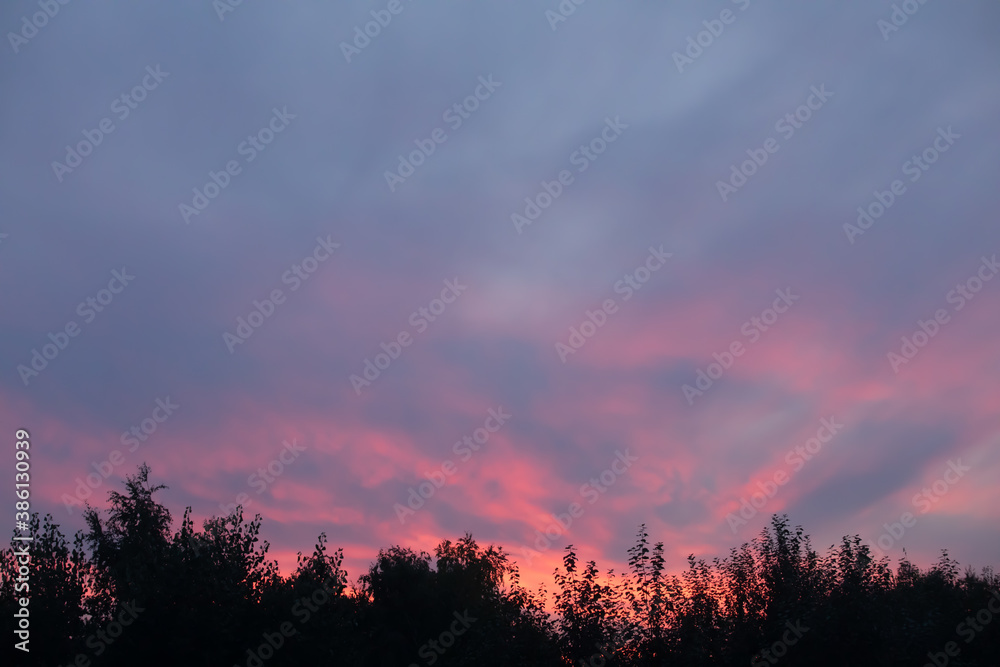 pink, blue sunset sky at the bottom of the trees frame