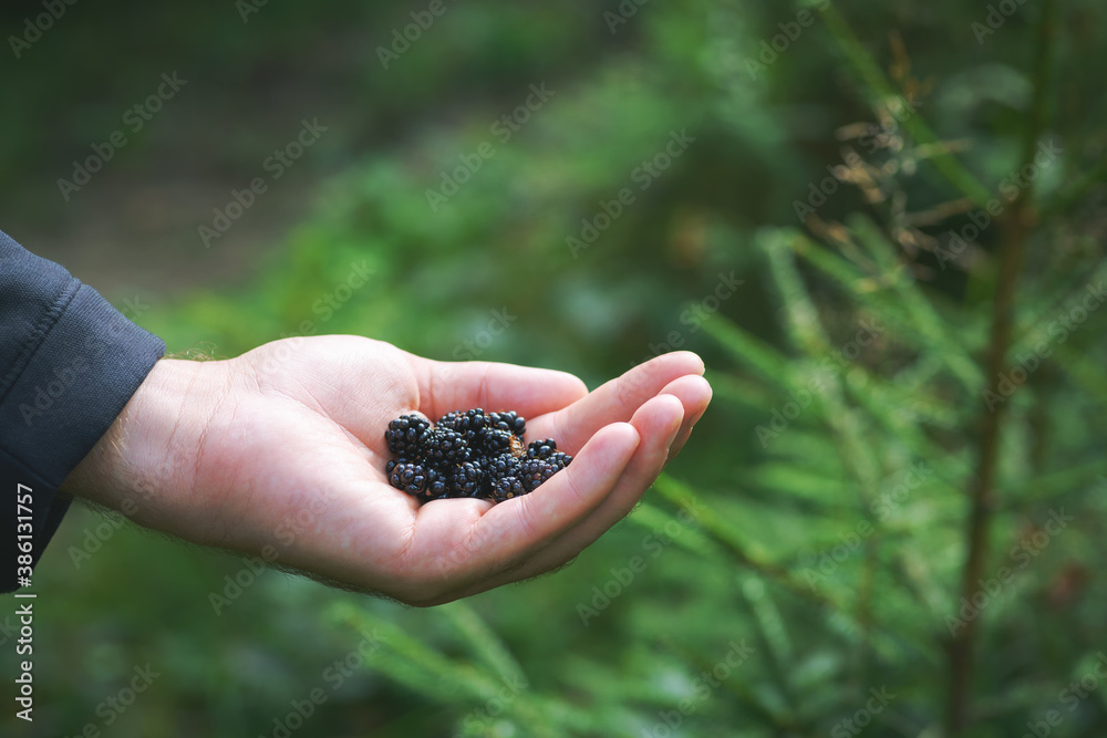 手中拿着刚收获的黑莓。男人手里拿着刚采摘的野生黑莓果实aga