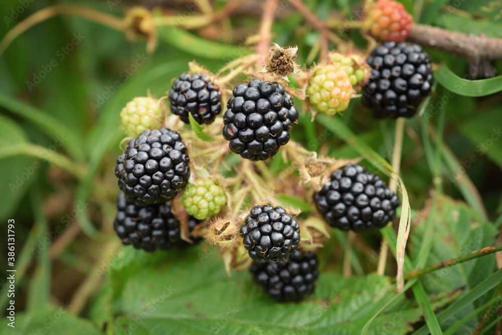 Wild blackberries on the branch. Close-up view of ripe and unripe blackberry fruits growing on the s