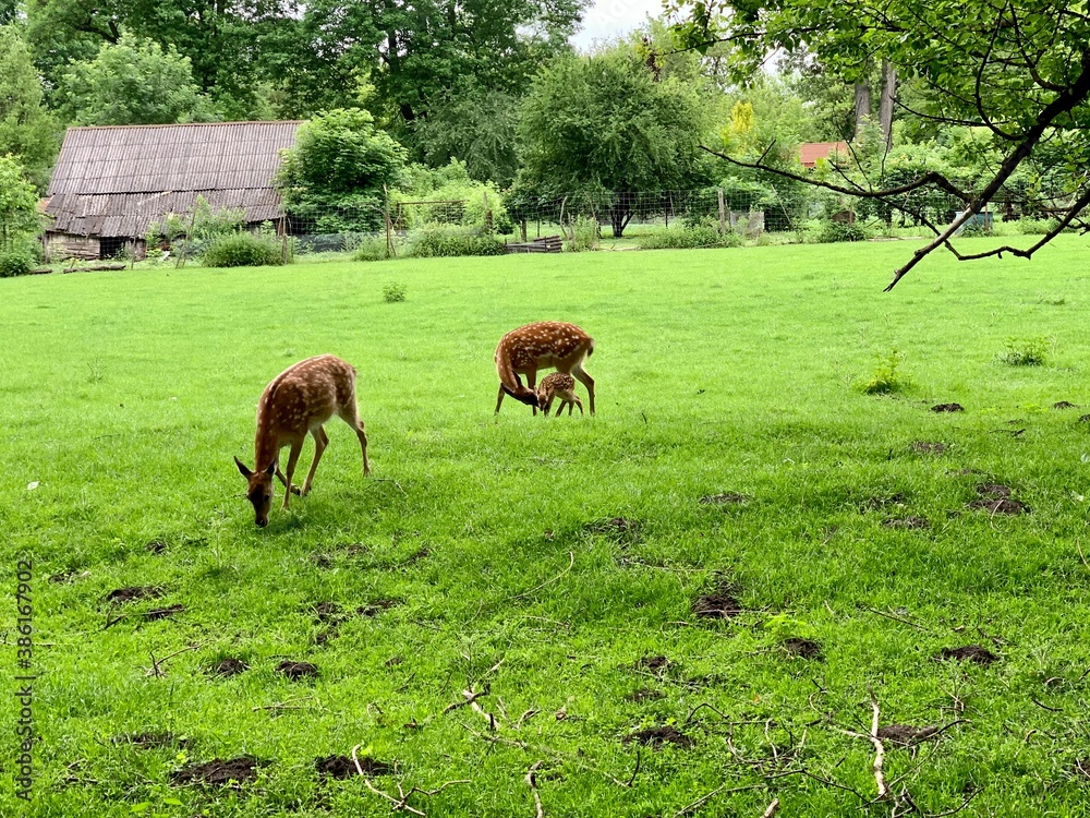 horses in the meadow