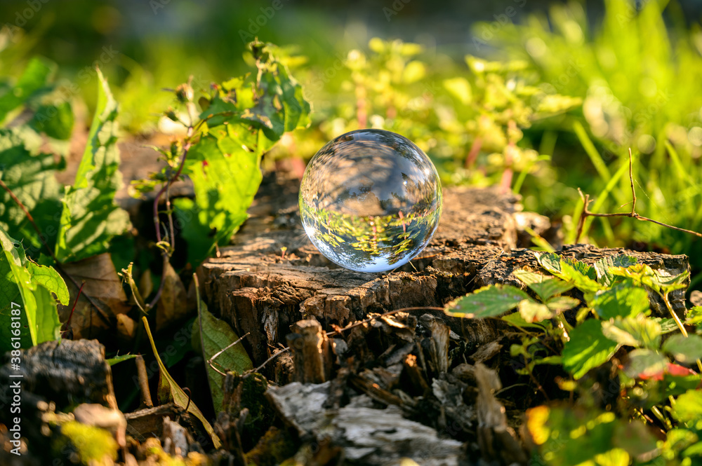 Lensball laying on the tree stump with autumn forest in the background.