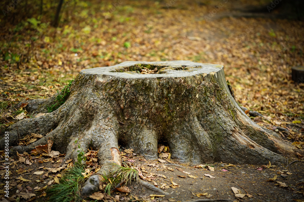 Tree stump in the autumn forest. Selective focus.