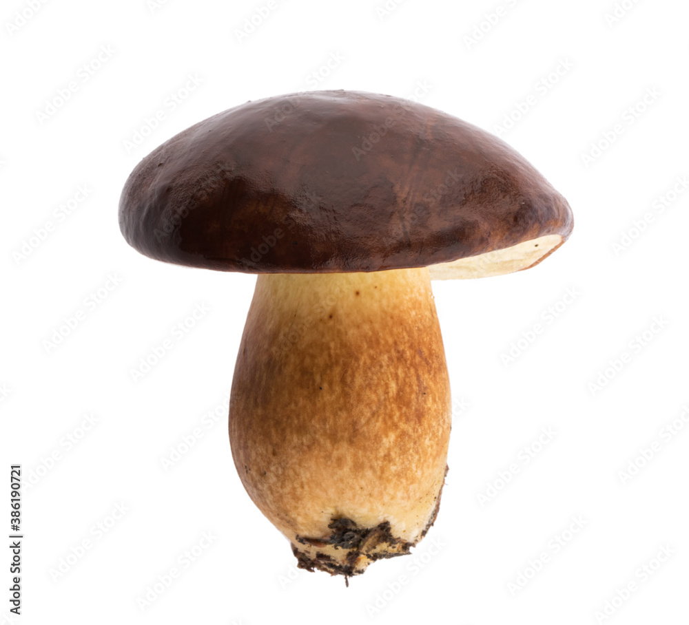 无阴影修剪路径隔离的可食用海湾bolete（Imleria badia）蘑菇