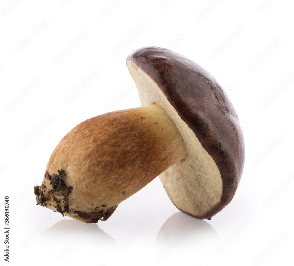 edible Bay bolete (Imleria badia) mushroom isolated on white background