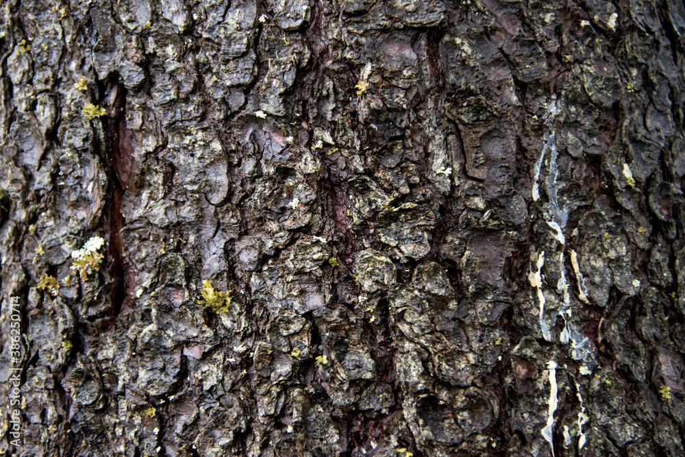 Tree bark texture close up with moss, oak.