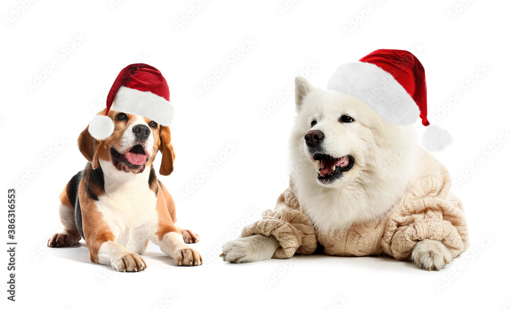 Cute dogs in Santa hats on white background