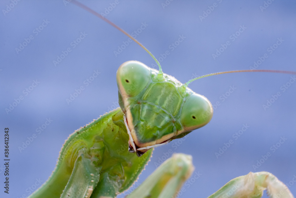 There is a female praying mantis shooted in a macro picture from the front of their face.