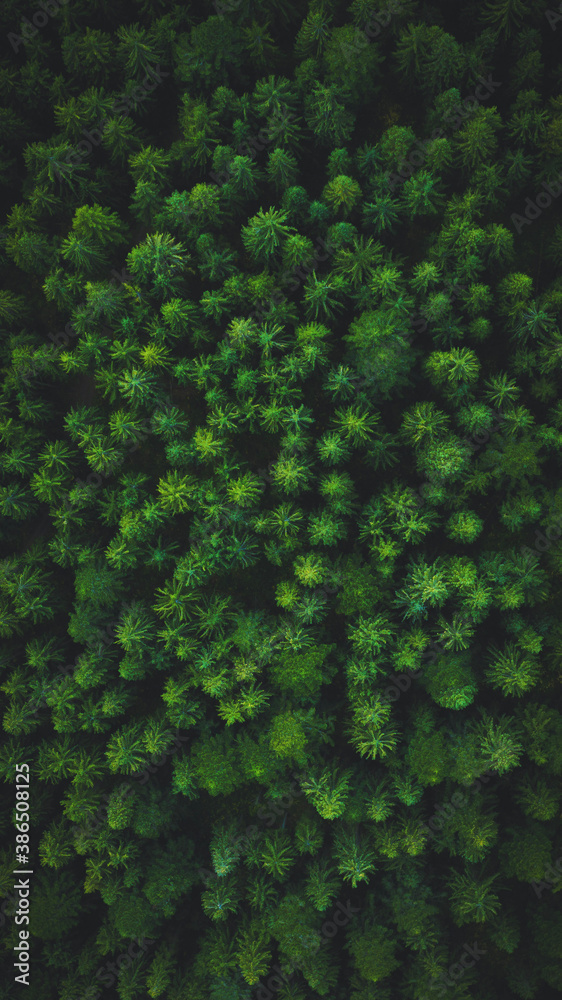 forest from above