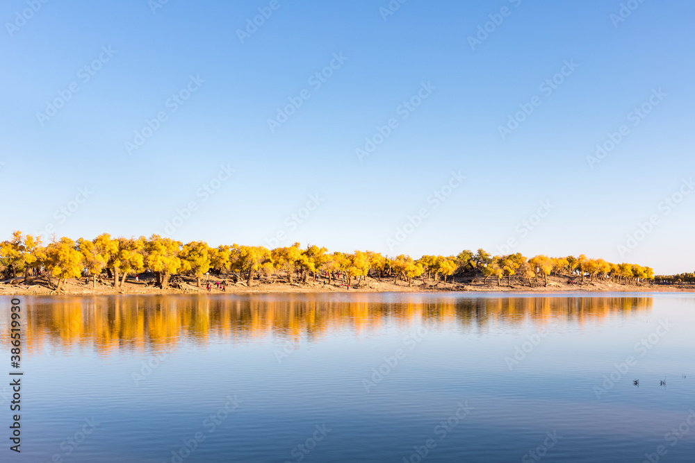 autumn landscape of populus euphratica forest