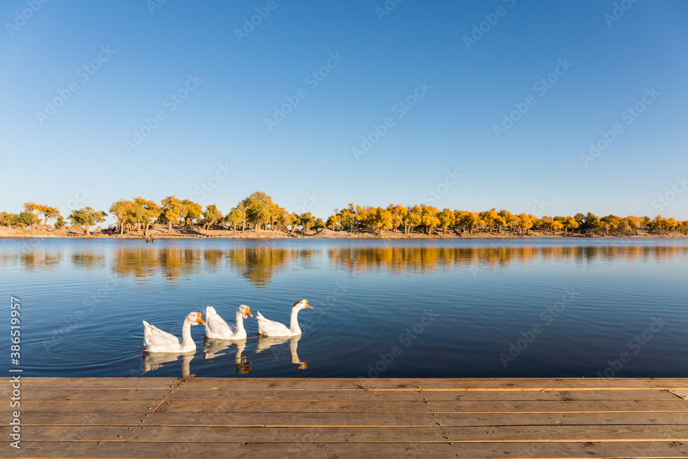 autumn landscape in ejina