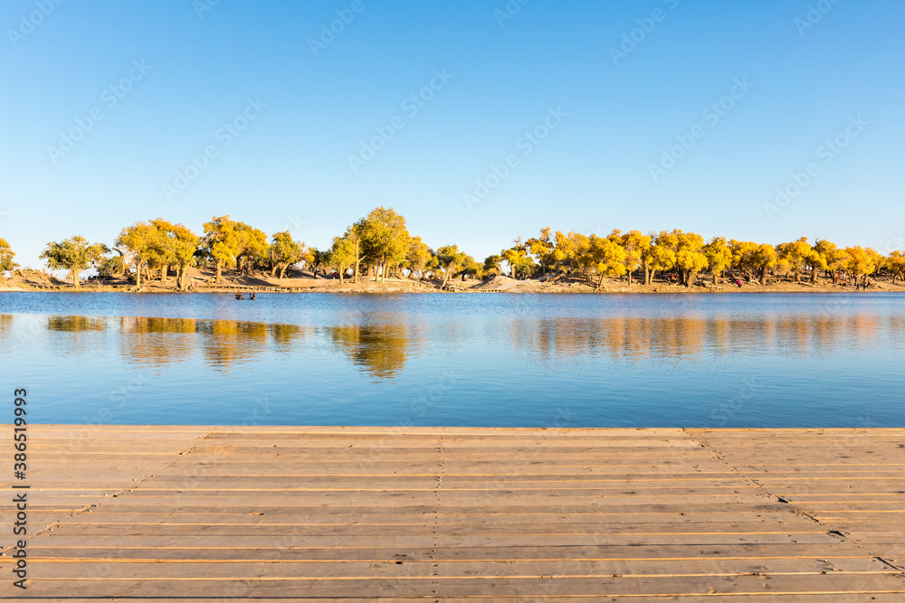 autumn scenery of populus euphratica forest