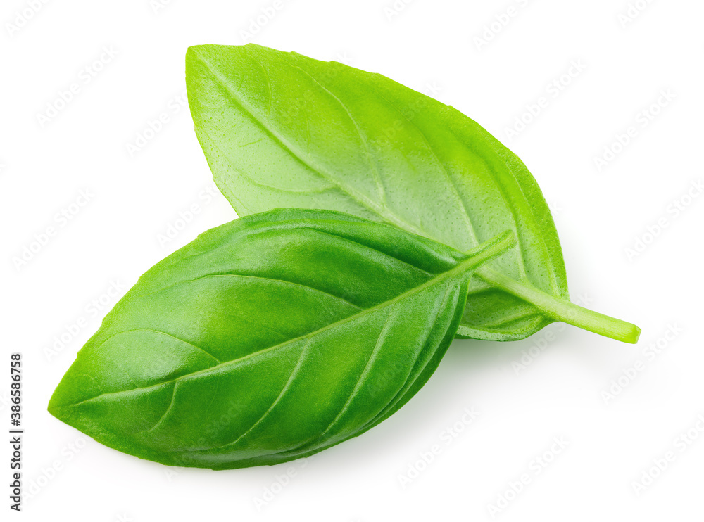 Basil leaves on white. Basil isolated. Two basil leaves top view. Full depth of field.