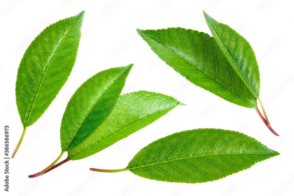 Cherry leaves isolated. Cherries leaf on white background. Sour cherry leaf on white. Full depth of 