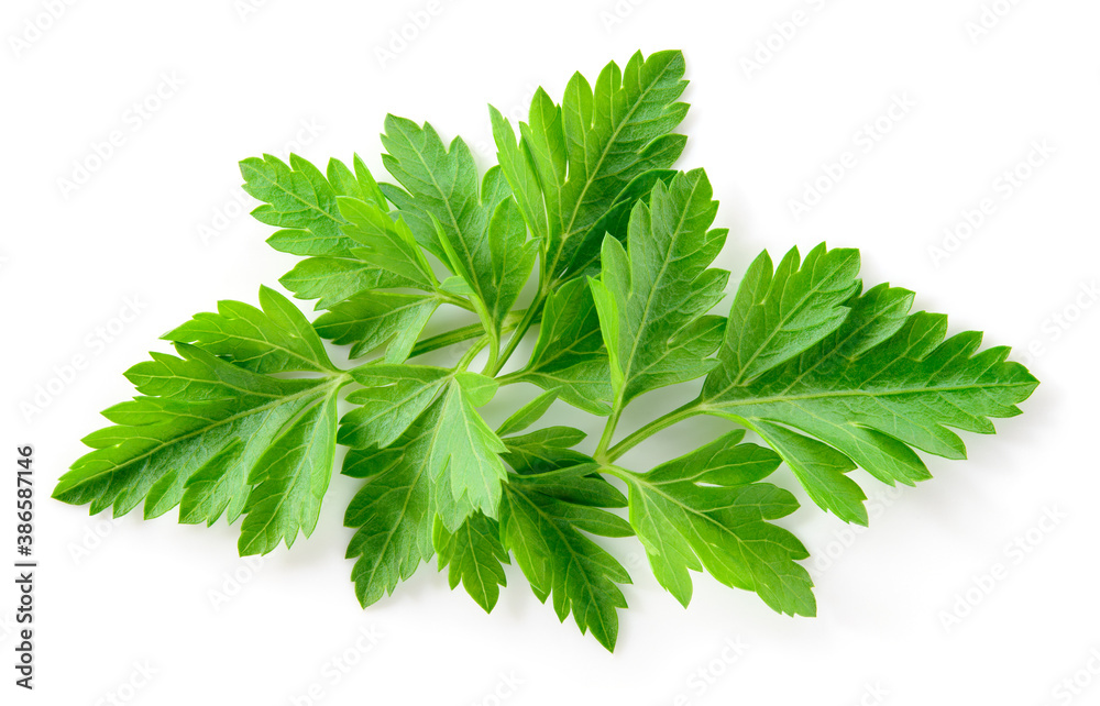 隔离的Parsley。白色的Parsley叶子。Parsley叶子俯视图。全景深。