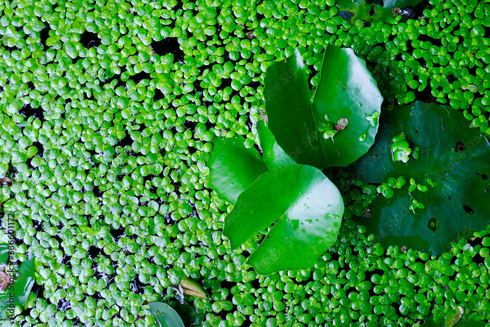 close up of green leaves in the rainforest