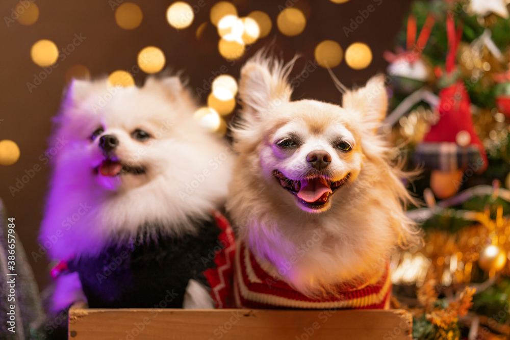 cute pretty lap dog sit relax with christmas tree and festive decorative object celebration festival