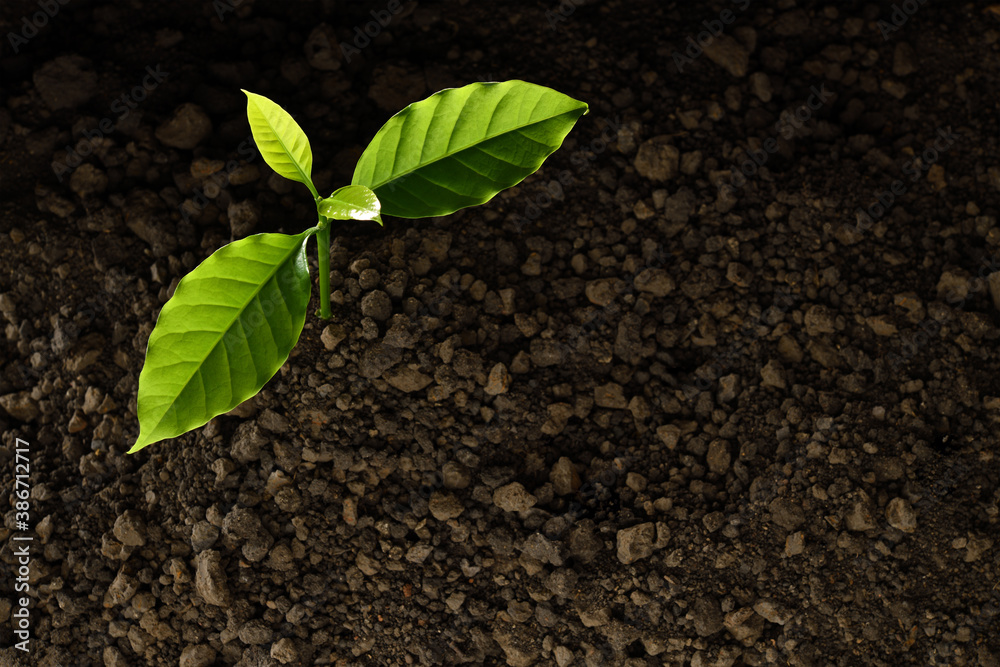 Top view of young plant growing from soil