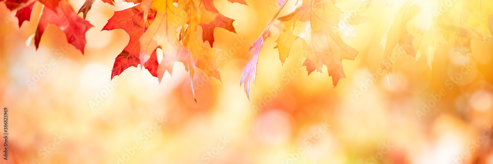 Autumn leaves over golden sunny bokeh background, multi colored leaves sunset copy space, colorful f