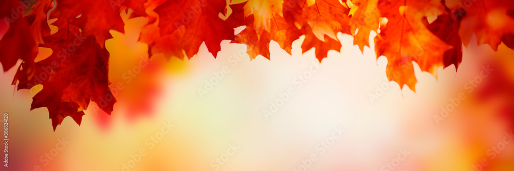 Autumn leaves over golden sunny bokeh background, multi colored leaves sunset copy space, colorful f