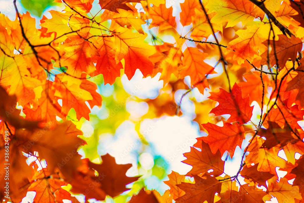 Multi colored autumn leaves on sunny sky background, colorful tree in fall