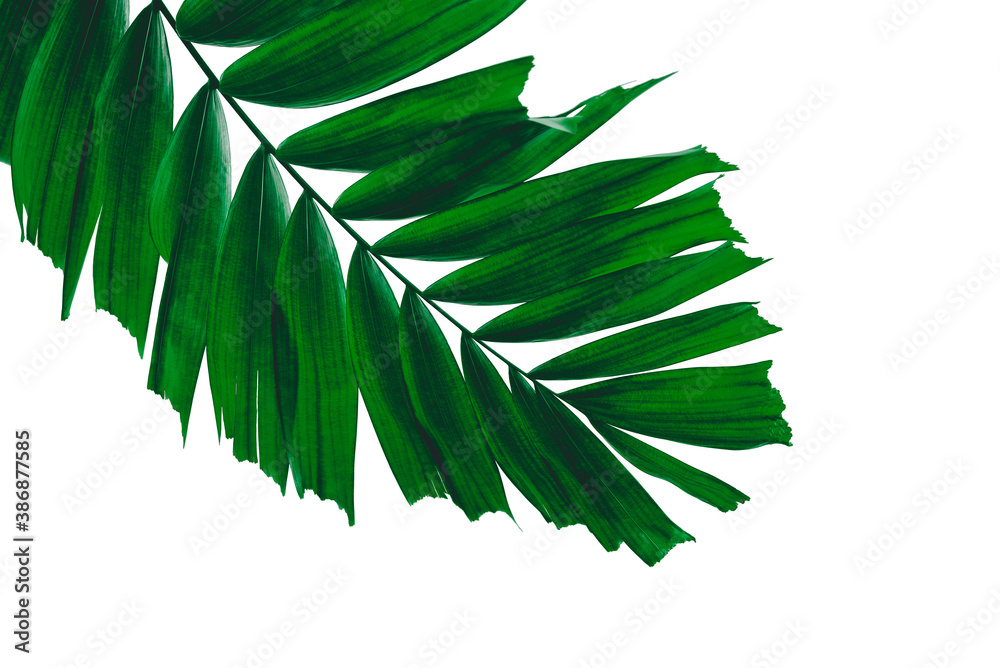 Concept texture leaves abstract green nature background tropical leaves coconut isolated on white ba