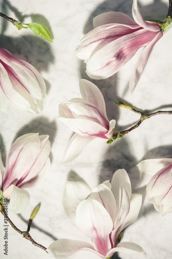 Beautiful pink magnolia flowers on white marble table. Top view. flat lay. Spring minimal concept.