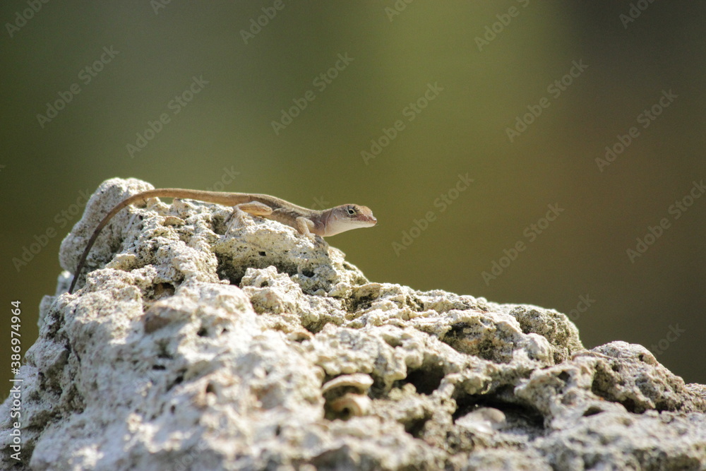 Close up macro image to a lizard on a stone