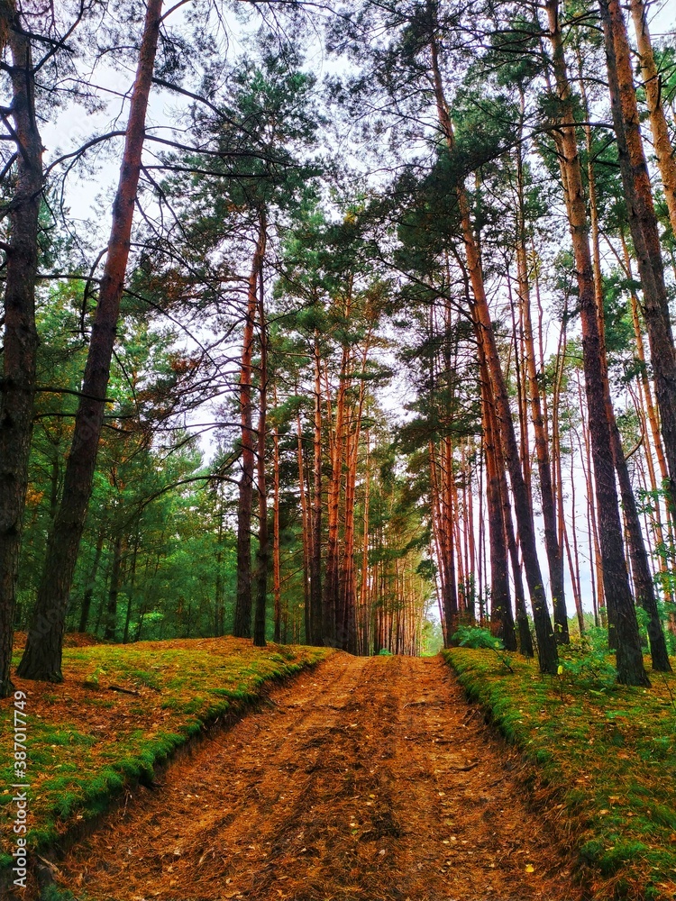 path in the forest