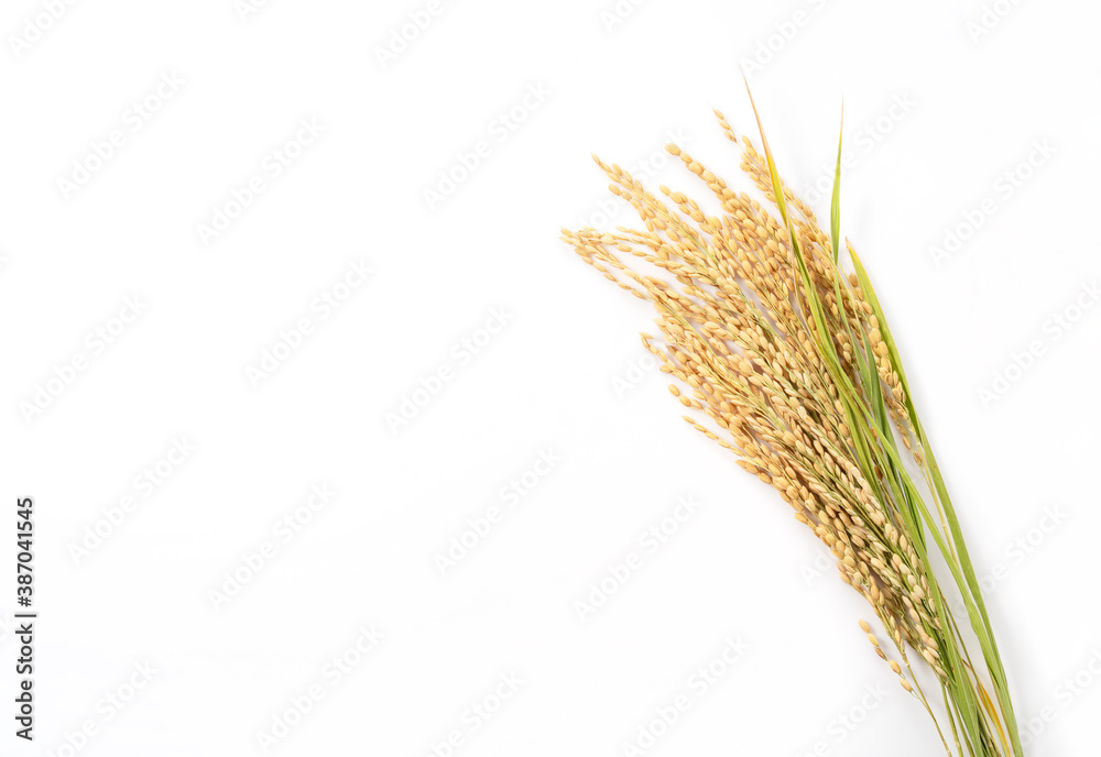 Ears of rice on a white background