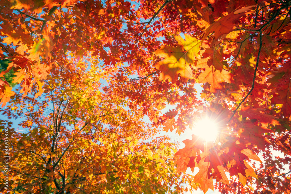 Multi colored autumn tree leaves on sunny sky background