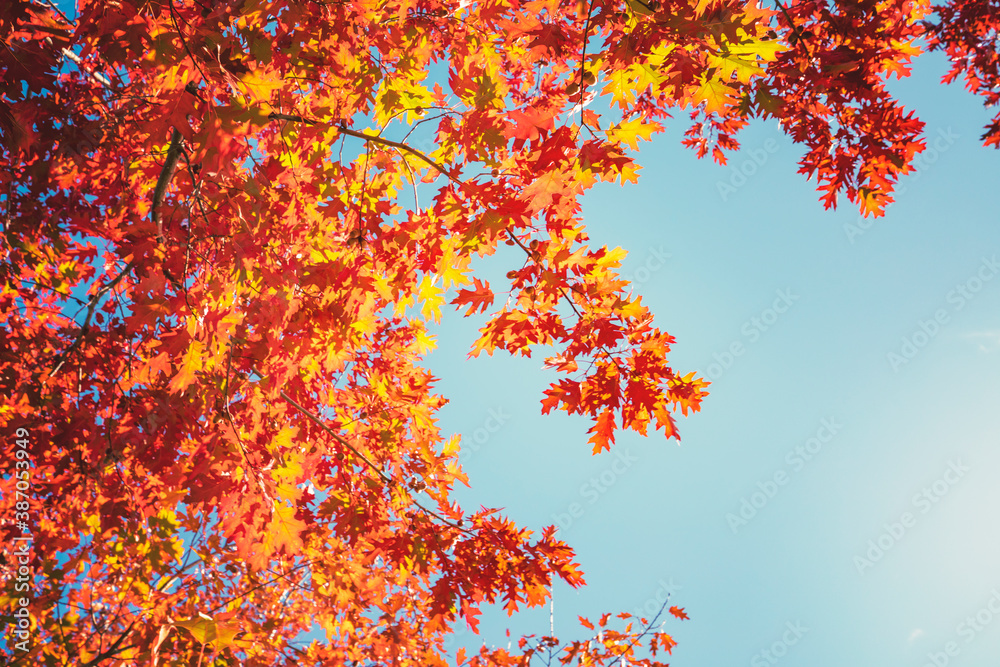 Multi colored autumn tree leaves on sunny sky background